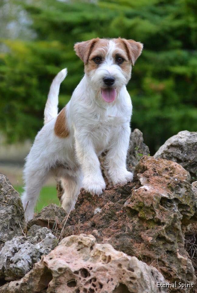 Les Jack Russell Terrier de l'affixe des Collines de Provence