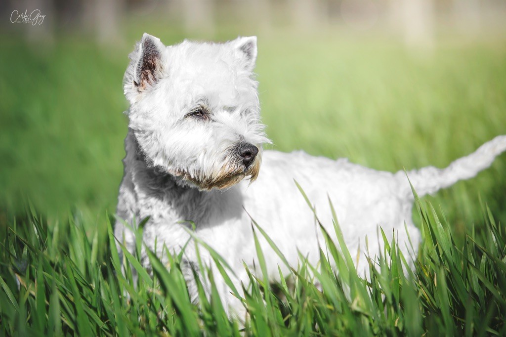 Les West Highland White Terrier de l'affixe des Collines de Provence