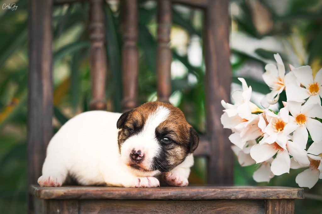 des Collines de Provence - Chiot disponible  - Jack Russell Terrier