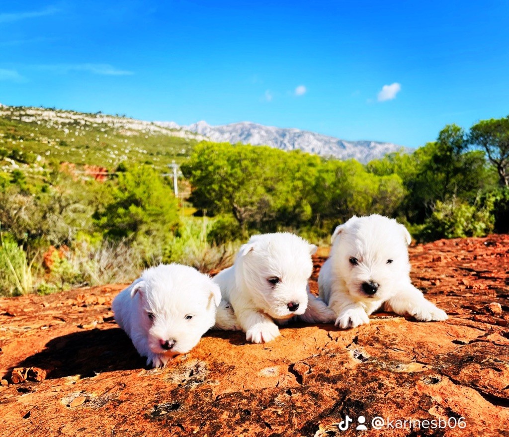 chiot West Highland White Terrier des Collines de Provence