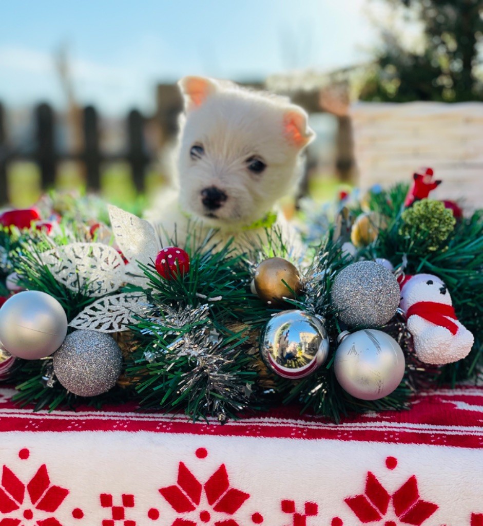 des Collines de Provence - Chiot disponible  - West Highland White Terrier