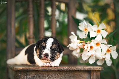 des Collines de Provence - Jack Russell Terrier - Portée née le 06/08/2023