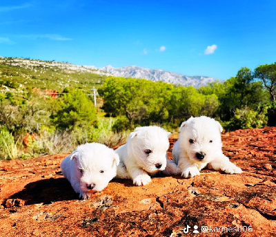 des Collines de Provence - West Highland White Terrier - Portée née le 15/09/2022
