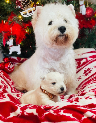 des Collines de Provence - West Highland White Terrier - Portée née le 17/11/2023