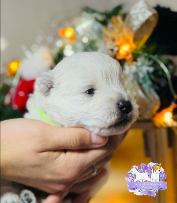 des Collines de Provence - West Highland White Terrier - Portée née le 08/11/2023