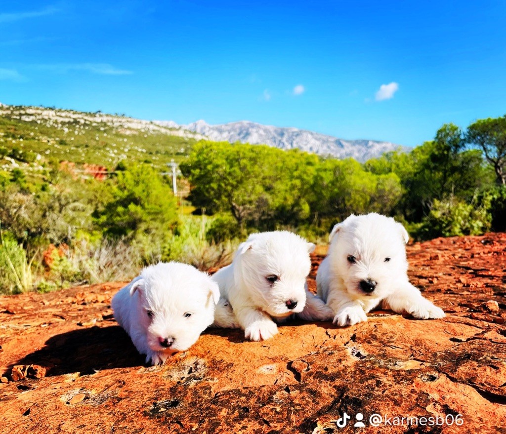 Chiot West Highland White Terrier des Collines de Provence