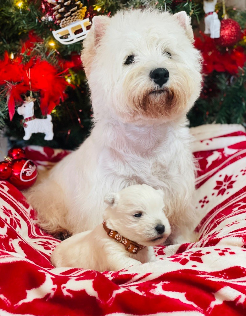 Chiot West Highland White Terrier des Collines de Provence